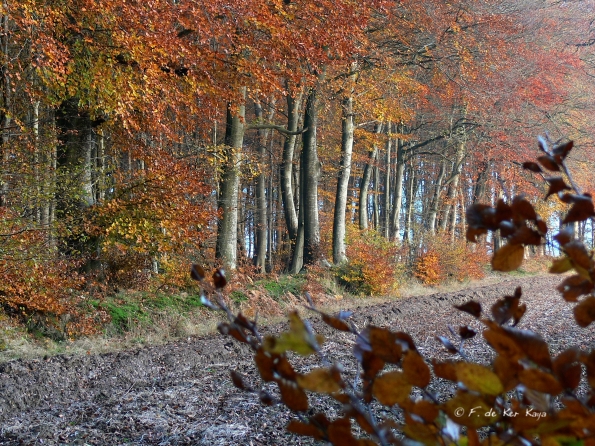 Chant d'automne 2012 (26)